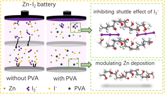 Graphical abstract: Restraining the shuttle effect of polyiodides and modulating the deposition of zinc ions to enhance the cycle lifespan of aqueous Zn–I2 batteries