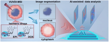 Graphical abstract: AI-assisted mass spectrometry imaging with in situ image segmentation for subcellular metabolomics analysis