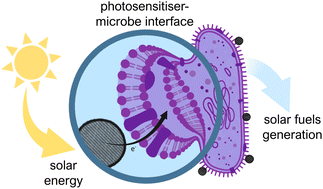 Graphical abstract: Engineering of bespoke photosensitiser–microbe interfaces for enhanced semi-artificial photosynthesis
