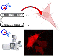 Graphical abstract: Efficient cytosolic delivery of luminescent lanthanide bioprobes in live cells for two-photon microscopy