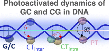 Graphical abstract: The photoactivated dynamics of dGpdC and dCpdG sequences in DNA: a comprehensive quantum mechanical study