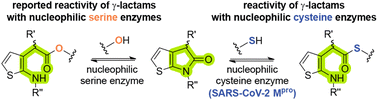Graphical abstract: Thiophene-fused γ-lactams inhibit the SARS-CoV-2 main protease via reversible covalent acylation