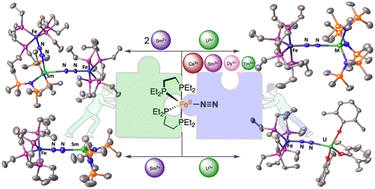 Graphical abstract: Iron promoted end-on dinitrogen-bridging in heterobimetallic complexes of uranium and lanthanides