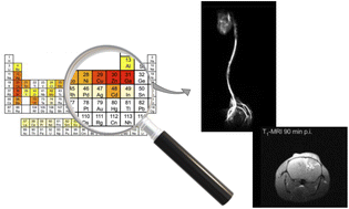 Graphical abstract: Periodic table screening for enhanced positive contrast in MRI and in vivo uptake in glioblastoma