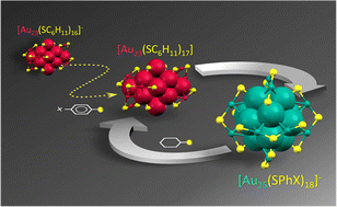 Graphical abstract: “Visualizing” the partially reversible conversion of gold nanoclusters via the Au23(S-c-C6H11)17 intermediate
