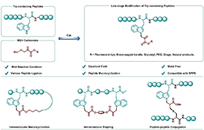 Graphical abstract: Late-stage peptide modification and macrocyclization enabled by tertiary amine catalyzed tryptophan allylation