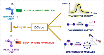 Graphical abstract: Constitutional adaptation to pKa modulation by remote ester hydrolysis