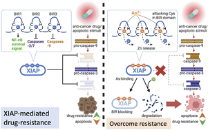 Graphical abstract: Clinically used drug arsenic trioxide targets XIAP and overcomes apoptosis resistance in an organoid-based preclinical cancer model