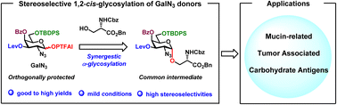 Graphical abstract: Highly stereoselective α-glycosylation with GalN3 donors enabled collective synthesis of mucin-related tumor associated carbohydrate antigens