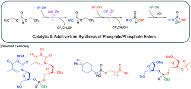 Graphical abstract: A highly efficient catalytic method for the synthesis of phosphite diesters