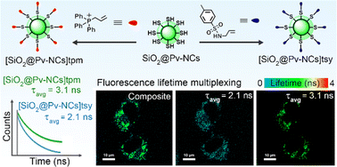 Graphical abstract: Surface functionalized perovskite nanocrystals: a design strategy for organelle-specific fluorescence lifetime multiplexing