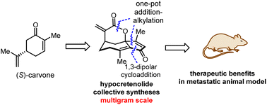 Graphical abstract: Hypocretenolides: collective total syntheses and activities toward metastatic colon cancer