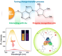 Graphical abstract: Enzyme-activatable charge transfer in gold nanoclusters