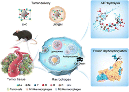 Graphical abstract: A phosphatase-like nanomaterial promotes autophagy and reprograms macrophages for cancer immunotherapy