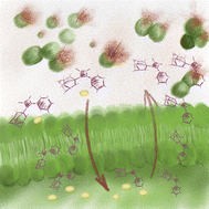 Graphical abstract: Uncovering the potent antimicrobial activity of squaramide based anionophores – chloride transport and membrane disruption