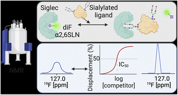 Graphical abstract: Quantifying Siglec-sialylated ligand interactions: a versatile 19F-T2 CPMG filtered competitive NMR displacement assay