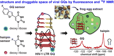 Graphical abstract: Structural elucidation of HIV-1 G-quadruplexes in a cellular environment and their ligand binding using responsive 19F-labeled nucleoside probes