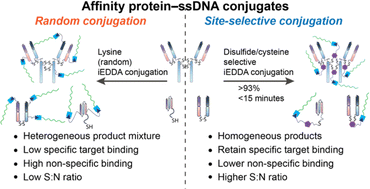 Graphical abstract: Site-directed conjugation of single-stranded DNA to affinity proteins: quantifying the importance of conjugation strategy