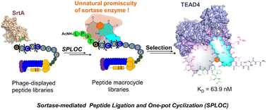 Graphical abstract: Employing unnatural promiscuity of sortase to construct peptide macrocycle libraries for ligand discovery