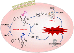 Graphical abstract: How does ferrocene correlate with ferroptosis? Multiple approaches to explore ferrocene-appended GPX4 inhibitors as anticancer agents