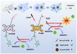 Graphical abstract: Efficient hydroxyl radical generation of an activatable phthalocyanine photosensitizer: oligomer higher than monomer and nanoaggregate