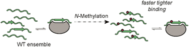 Graphical abstract: Understanding β-strand mediated protein–protein interactions: tuning binding behaviour of intrinsically disordered sequences by backbone modification