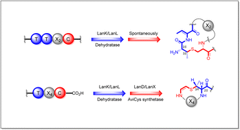 Graphical abstract: Characterization of a LanC-free pathway for the formation of an ll-MeLan residue and an alloAviMeCys residue in the newly identified class V lanthipeptide triantimycins