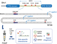 Graphical abstract: Dissecting phospho-motif-dependent Shc1 interactome using long synthetic protein fragments