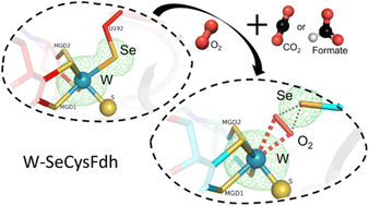 Graphical abstract: Substrate-dependent oxidative inactivation of a W-dependent formate dehydrogenase involving selenocysteine displacement