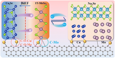 Graphical abstract: A dual heterostructure enables the stabilization of 1T-rich MoSe2 for enhanced storage of sodium ions