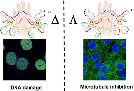 Graphical abstract: Dicobalt(ii) helices kill colon cancer cells via enantiomer-specific mechanisms; DNA damage or microtubule disruption