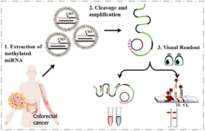 Graphical abstract: DNAzyme-RCA-based colorimetric and lateral flow dipstick assays for the point-of-care testing of exosomal m5C-miRNA-21