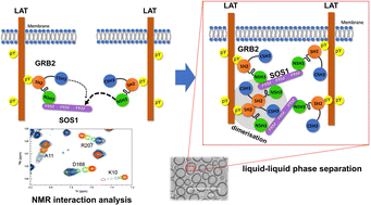 Graphical abstract: Different molecular recognition by three domains of the full-length GRB2 to SOS1 proline-rich motifs and EGFR phosphorylated sites