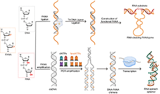 Graphical abstract: Advancing the enzymatic toolkit for 2′-fluoro arabino nucleic acid (FANA) manipulation: phosphorylation, ligation, replication, and templating RNA transcription