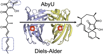 Graphical abstract: Delineation of the complete reaction cycle of a natural Diels–Alderase