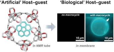 Graphical abstract: Nanohoops in membranes: confined supramolecular spaces within phospholipid bilayer membranes