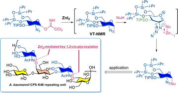 Graphical abstract: Zinc(ii)-mediated stereoselective construction of 1,2-cis 2-azido-2-deoxy glycosidic linkage: assembly of Acinetobacter baumannii K48 capsular pentasaccharide derivative