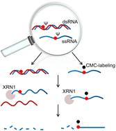 Graphical abstract: Exonuclease-assisted enrichment and base resolution analysis of pseudouridine in single-stranded RNA
