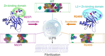 Graphical abstract: Multiscale simulations reveal the driving forces of p53C phase separation accelerated by oncogenic mutations