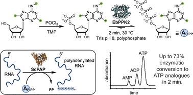 Graphical abstract: Chemo-enzymatic production of base-modified ATP analogues for polyadenylation of RNA