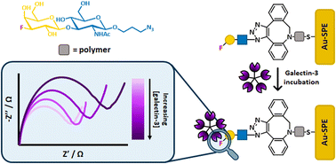 Graphical abstract: Harnessing glycofluoroforms for impedimetric biosensing