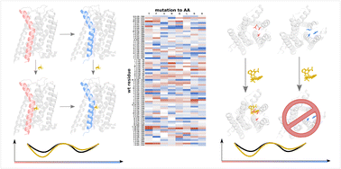 Graphical abstract: Identification of allosteric sites and ligand-induced modulation in the dopamine receptor through large-scale alchemical mutation scan