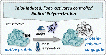Graphical abstract: Thiol-selective native grafting from polymerization for the generation of protein–polymer conjugates