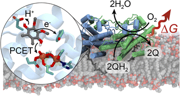 Graphical abstract: Proton-coupled electron transfer dynamics in the alternative oxidase