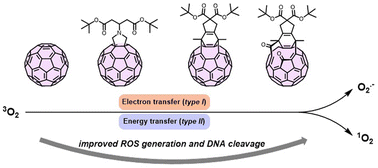 Graphical abstract: Enhancement of photoinduced reactive oxygen species generation in open-cage fullerenes