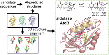 Graphical abstract: Three-dimensional structural alignment based discovery and molecular basis of AtoB, catalyzing linear tetracyclic formation