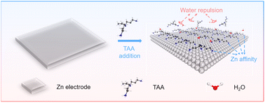 Graphical abstract: An amine electrolyte additive with claw structure promoting the stability of a Zn anode in aqueous batteries