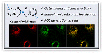 Graphical abstract: Copper pyrithione complexes with endoplasmic reticulum localisation showing anticancer activity via ROS generation