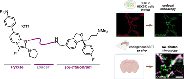 Graphical abstract: Fluorescent PyrAte-(S)-citalopram conjugates enable imaging of the serotonin transporter in living tissue