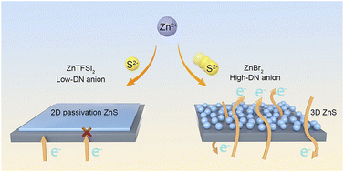 Graphical abstract: Uncovering ZnS growth behavior and morphology control for high-performance aqueous Zn–S batteries